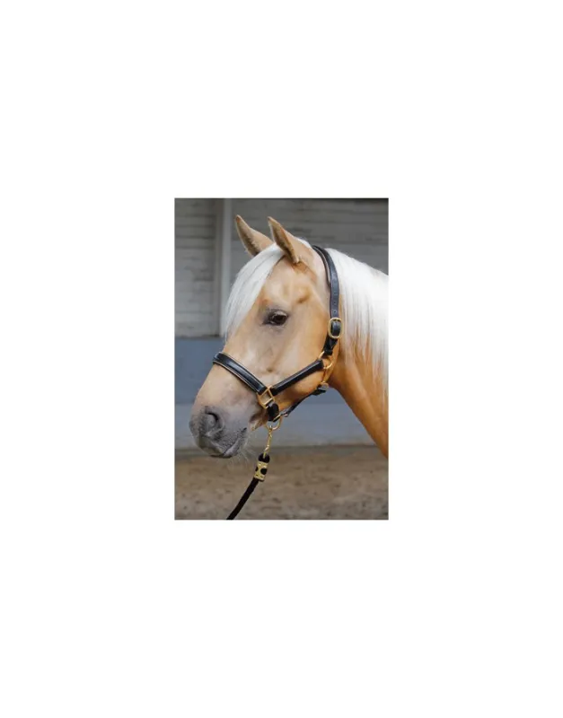 Licol Noir liser Or HARRY'S HORSE Meilleure Vente