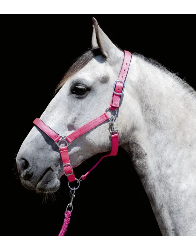 Dernire Chance Licol Stars Softice HKM
