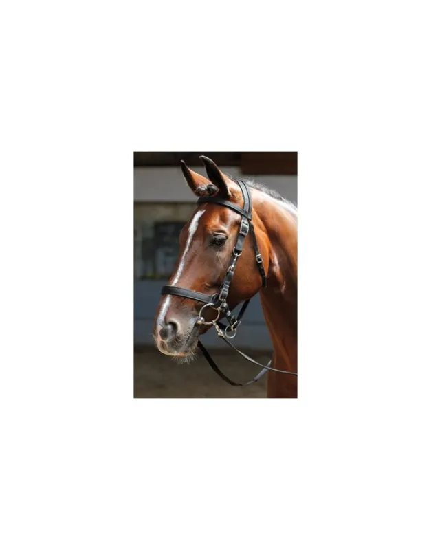Bridon/licol HARRY&rsquo;S HORSE Usine Directe