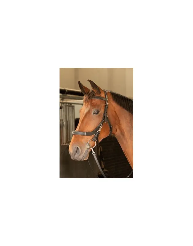 Meilleure Vente Cavecon bridon en cuir HARRY&rsquo;S HORSE
