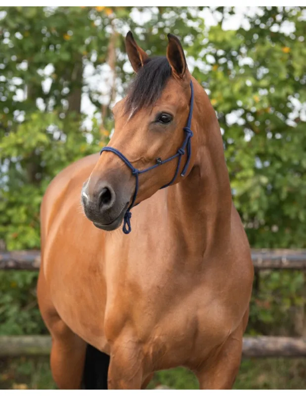 Licol thologique QHP "Basic" - Bordeaux - Poney Achat Immdiat