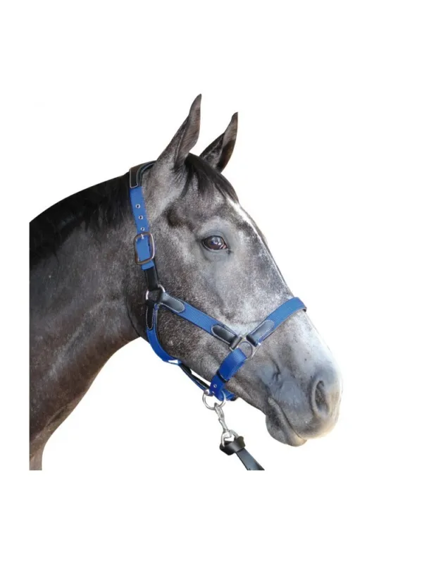Licol nylon et cuir FLAGS & CUP - Noir et bordeaux - Pur-sang/Cob Meilleur Prix