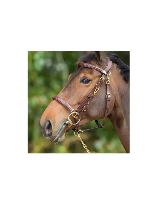 Populaire Bridon/licol cuir HFI « Combo » – Marron – Cheval/Full