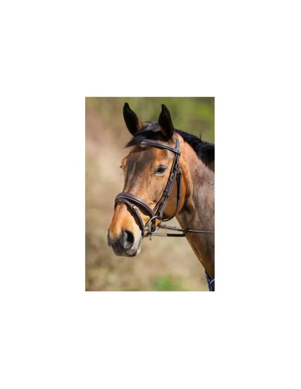 Bridon cuir HFI « Elegant » – Marron – Pur-sang/Cob Bon March