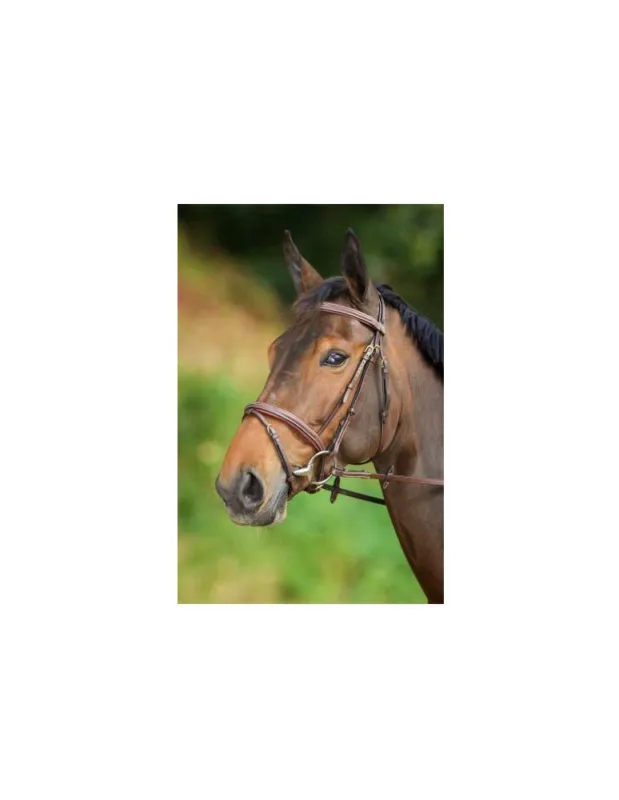 Bridon HFI "Confort" - Marron - Pur-sang/Cob Offre Du Jour