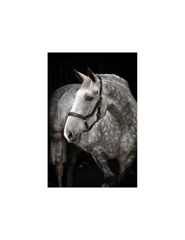 LICOL RAMBO MICKLEM - HORSEWARE Meilleur Prix